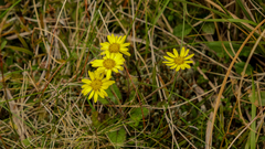 Brachyglottis bellidioides
