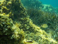 Symphodus mediterraneus