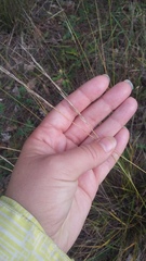 Achnatherum bromoides