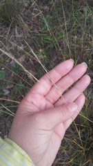 Achnatherum bromoides