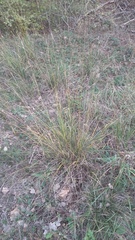 Achnatherum bromoides