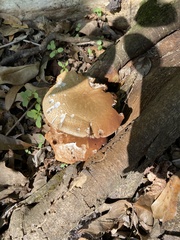 Cyclocybe parasitica