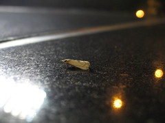 Pseudocatharylla duplicella