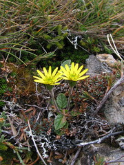 Brachyglottis bellidioides