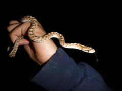 Arizona elegans