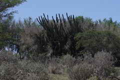 Cereus jamacaru
