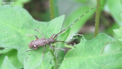 Monochamus guttulatus