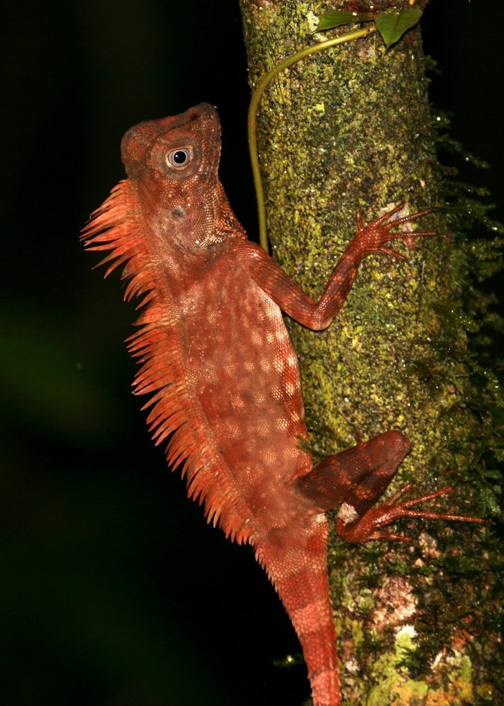 Borneo Forest Dragon