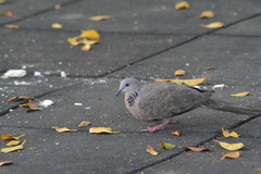 Streptopelia chinensis