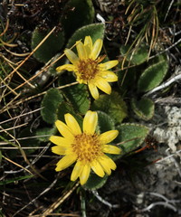 Brachyglottis lagopus