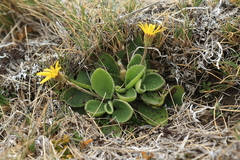 Brachyglottis lagopus