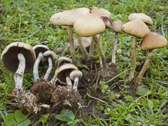 Psilocybe serbica