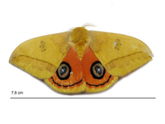 Automeris jucunda