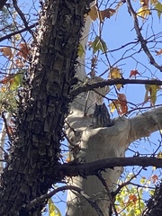 Megascops kennicottii