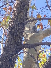 Megascops kennicottii