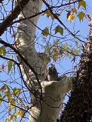 Megascops kennicottii