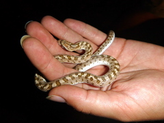 Arizona elegans