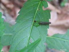 Pseudocalamobius japonicus