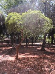 Plinia cauliflora