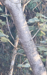 Picus viridanus