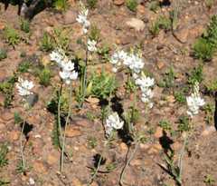 Ornithogalum conicum