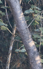Picus viridanus