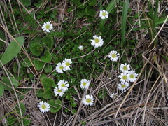 Brachyscome sinclairii