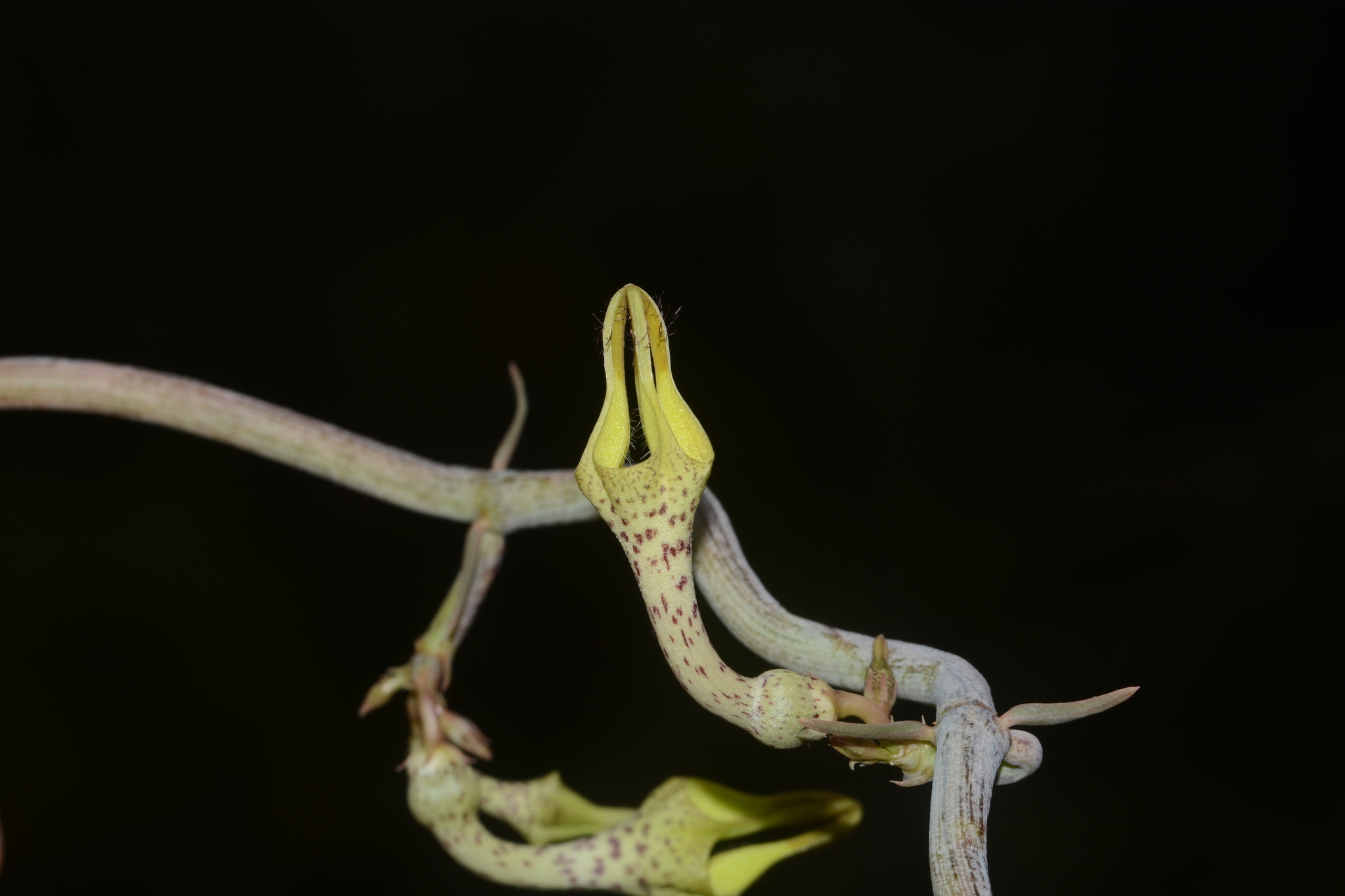 Ceropegia juncea