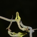Ceropegia juncea - Photo (c) S.MORE, μερικά δικαιώματα διατηρούνται (CC BY-NC), uploaded by S.MORE