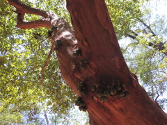Plinia cauliflora