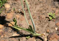Ornithogalum conicum