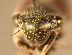 Cuerna yuccae