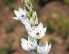 Ornithogalum conicum