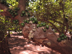 Plinia cauliflora