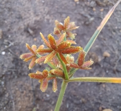 Cyperus sphaerospermus
