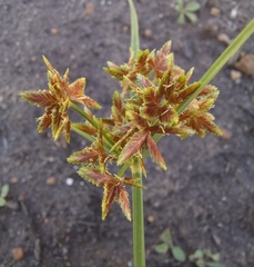 Cyperus sphaerospermus