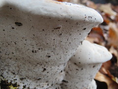 Ganoderma adspersum