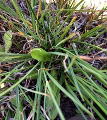 Cyperus sphaerospermus