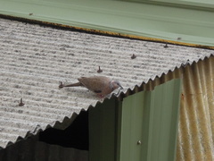 Streptopelia chinensis