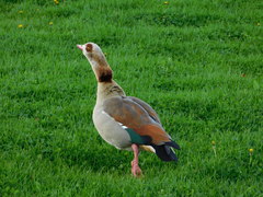 Alopochen aegyptiaca