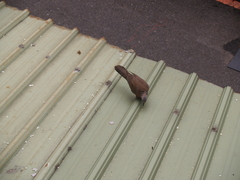 Streptopelia chinensis