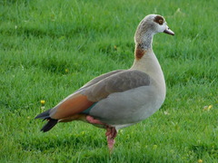 Alopochen aegyptiaca
