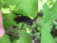 Prionus insularis