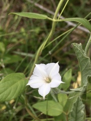 Convolvulus hermanniae