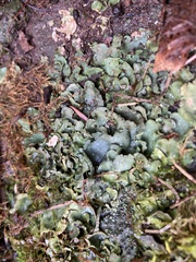 Dermatocarpon luridum