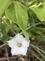 Convolvulus hermanniae