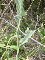 Convolvulus hermanniae