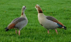 Alopochen aegyptiaca