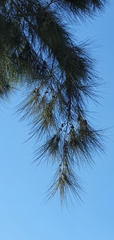 Casuarina