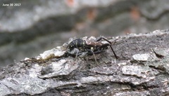 Xylotrechus cuneipennis
